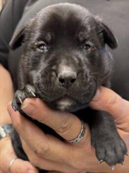 Labrador Retriever and Mixed Breed Dogs Available for Adoption in Corpus Christi, Texas - PLUM | PetCurious