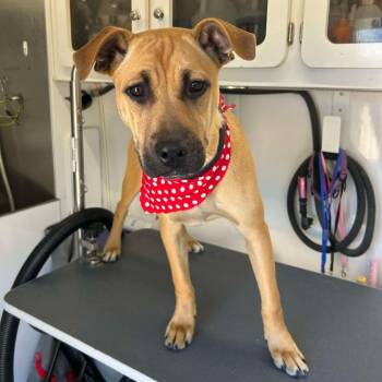 Rescue Mixed Breed and Black Mouth Cur Dogs for Adoption in Wilton, California - Nutmeg | PetCurious