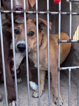 A479551 -  Terrier and Dachshund Dog for Adoption in Oklahoma City, Oklahoma - A479551 | PetCurious