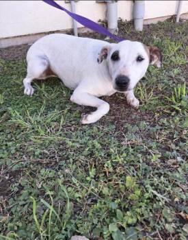 Mixed Breed Dogs Available for Adoption - Roadrunner | PetCurious