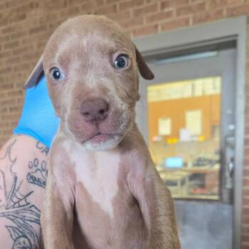 Butter -  Pit Bull Terrier Dog for Adoption in Birmingham, Alabama - Butter | PetCurious