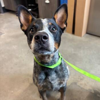 Hank -  Cattle Dog Dog for Adoption in Tampa, Florida - Hank | PetCurious