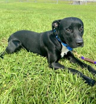 Apollo -  Mixed Breed Dog for Adoption in Vero Beach, Florida - Apollo | PetCurious