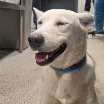 Husky Dogs Available for Adoption in Tampa, Florida - Shiro | PetCurious