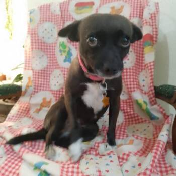 Chihuahua Dogs Available for Adoption - Maria | PetCurious