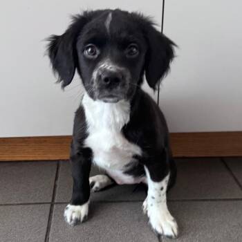 Mixed Breed Dogs Available for Adoption - Geneva Lake | PetCurious
