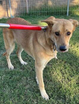 Rescue Labrador Retriever Dogs for Adoption in Lawrenceville, Georgia - Pen 100c Floyd | PetCurious
