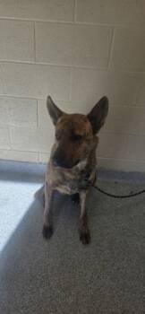 Rescue Mixed Breed Dogs for Adoption in Reidsville, North Carolina - Yeti | PetCurious