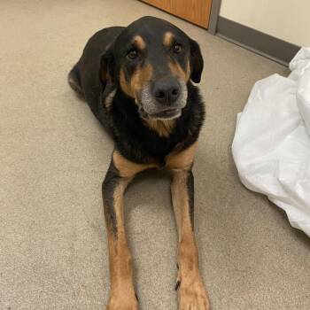 Darien -  Shepherd and Mixed Breed Dog for Adoption in Lynchburg, Virginia - Darien | PetCurious