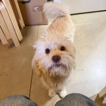 Olive -  Maltese Dog for Adoption in Agoura Hills, California - Olive | PetCurious