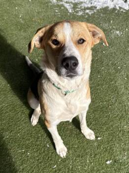 Mixed Breed Dogs Available for Adoption - Bennie | PetCurious