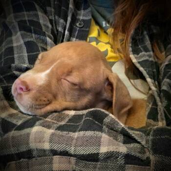 Mixed Breed Dogs Available for Adoption in Salt Lake City, Utah - Snowberry | PetCurious