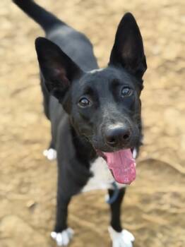 Tinker bell-One of our Amazing Rescue Dogs -  Dutch Shepherd and Australian Kelpie Dog for Adoption in Carlsbad, California - Tinker Bell-One Of Our Amazing Rescue Dogs | PetCurious