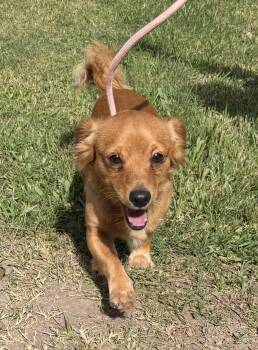 Grim -  Chihuahua Dog for Adoption in Louise, Texas - Grim | PetCurious
