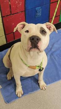 Pit Bull Terrier Dogs Available for Adoption - FRANNIE | PetCurious