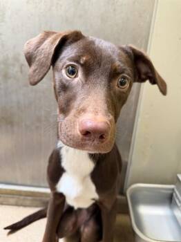 SUNSERA -  Pit Bull Terrier and Mixed Breed Dog for Adoption in Sacramento, California - SUNSERA | PetCurious