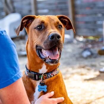 Hank -  Mixed Breed Dog for Adoption in Houston, Texas - Hank | PetCurious