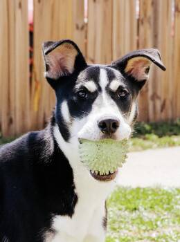 Spooky -  Husky and Hound Dog for Adoption in Houston, Texas - Spooky | PetCurious