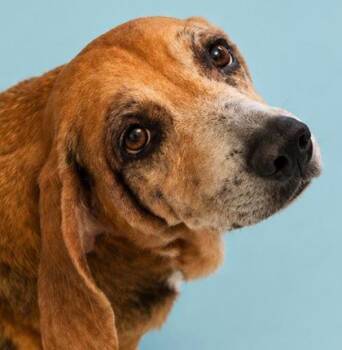 Teddy 1173-26 -  Beagle and Mixed Breed Dog for Adoption in Cumming, Georgia - Teddy 1173-26 | PetCurious