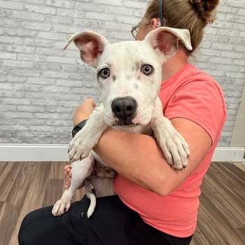 Rescue American Bulldog Dogs for Adoption in Montgomery, Alabama - Rocky | PetCurious