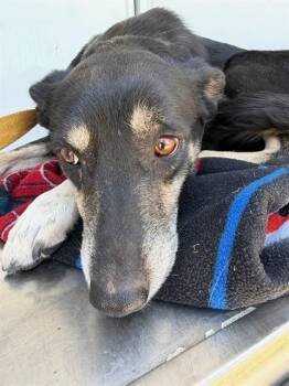 LEMONADE -  Australian Shepherd and Labrador Retriever Dog for Adoption in Stockton, California - LEMONADE | PetCurious