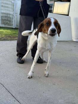Rescue Treeing Walker Coonhound and Mixed Breed Dogs for Adoption in Kingsland, Georgia - Pretzel | PetCurious