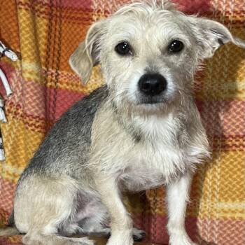 Rescue Terrier and Mixed Breed Dogs for Adoption in Pelham, New Hampshire - Charlie | PetCurious