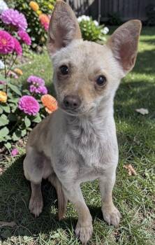 Chihuahua Dogs Available for Adoption in Los Angeles, California - Tiny Dancer | PetCurious