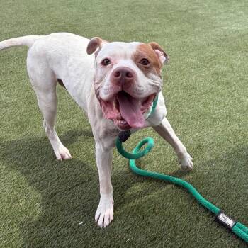 Mixed Breed Dogs Available for Adoption in Philadelphia, Pennsylvania - Herman | PetCurious