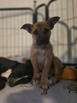 Rescue Black Mouth Cur Dogs for Adoption in Luling, Texas - Paige | PetCurious