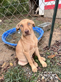 Rescue Labrador Retriever Dogs for Adoption in Tracy City, Tennessee - Woody | PetCurious