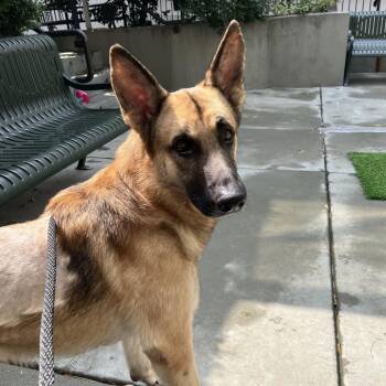 Koda -  German Shepherd Dog Dog for Adoption in Chicago, Illinois - Koda | PetCurious