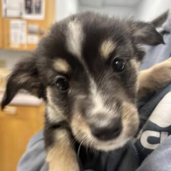 Chihuahua Dogs Available for Adoption - Agnes | PetCurious