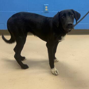 Priscilla -  Black Labrador Retriever and Mixed Breed Dog for Adoption in Pine Bluff, Arkansas - Priscilla | PetCurious