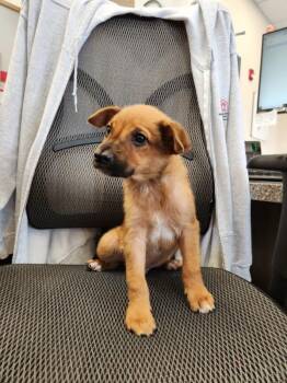 Carolina Dog Dogs Available for Adoption in New Rochelle, New York - Koala | PetCurious