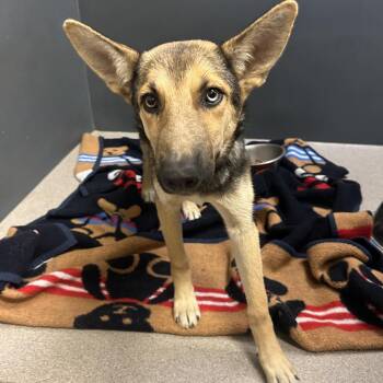 Spirit -  Shepherd Dog for Adoption in Palm Springs, California - Spirit | PetCurious