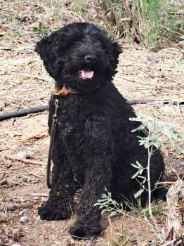 Rescue Labradoodle Dogs for Adoption in Tucson, Arizona - Bailey | PetCurious