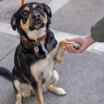 Mixed Breed Dogs Available for Adoption in New York, New York - Draco | PetCurious