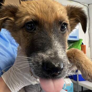 Mixed Breed Dogs Available for Adoption in Moab, Utah - Fantastic Ms. Fox | PetCurious