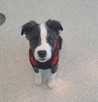 Choppa -  Australian Shepherd and Cattle Dog Dog for Adoption in Frankfort, Kentucky - Choppa | PetCurious