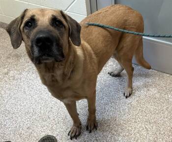BEAU -  Great Pyrenees and Labrador Retriever Dog for Adoption in Pueblo, Colorado - BEAU | PetCurious