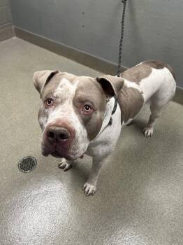 BOOGIE -  American Bulldog Dog for Adoption in Las Vegas, Nevada - BOOGIE | PetCurious
