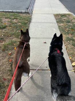 Rescue Siberian Husky Dogs for Adoption in North Haledon, New Jersey - Thor - *Courtesy Post* | PetCurious