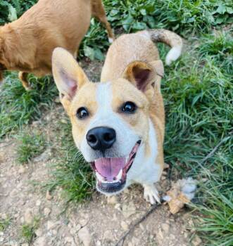 Dakota -  Mixed Breed Dog for Adoption in Rogers, Arkansas - Dakota | PetCurious