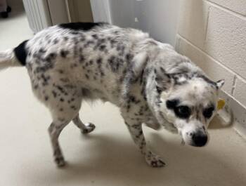Haru -  Chihuahua and Cattle Dog Dog for Adoption in Greenbelt, Maryland - Haru | PetCurious