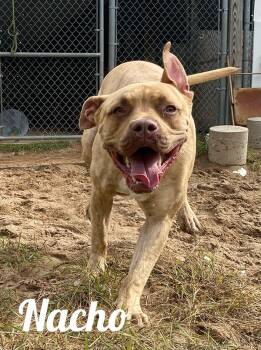 Rescue American Bully Dogs for Adoption in Manistee, Michigan - Nacho | PetCurious