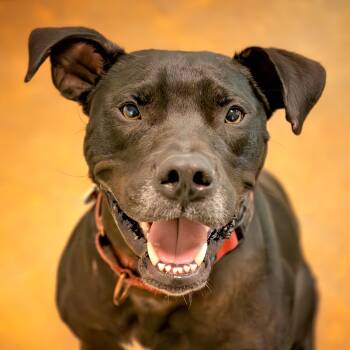 Diesel -  Boxer and Pit Bull Terrier Dog for Adoption in Friday Harbor, Washington - Diesel | PetCurious