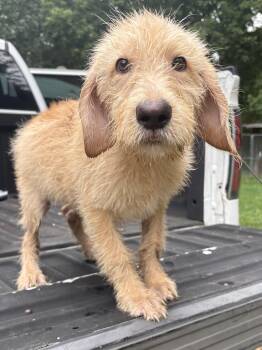 CHEESECAKE -  Goldendoodle Dog for Adoption in Fosters, Alabama - CHEESECAKE | PetCurious