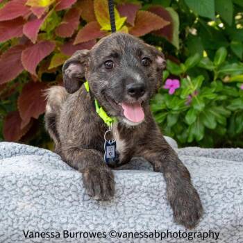 Nox -  Terrier Dog for Adoption in Wake Forest, North Carolina - Nox | PetCurious