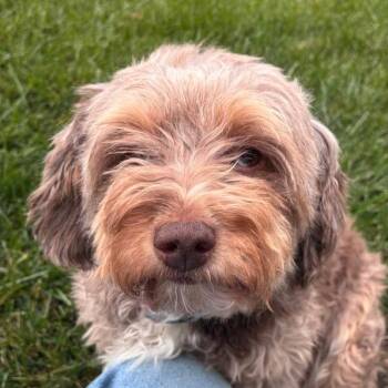 Poppy -  Australian Shepherd and Miniature Poodle Dog for Adoption in Cincinnati, Ohio - Poppy | PetCurious